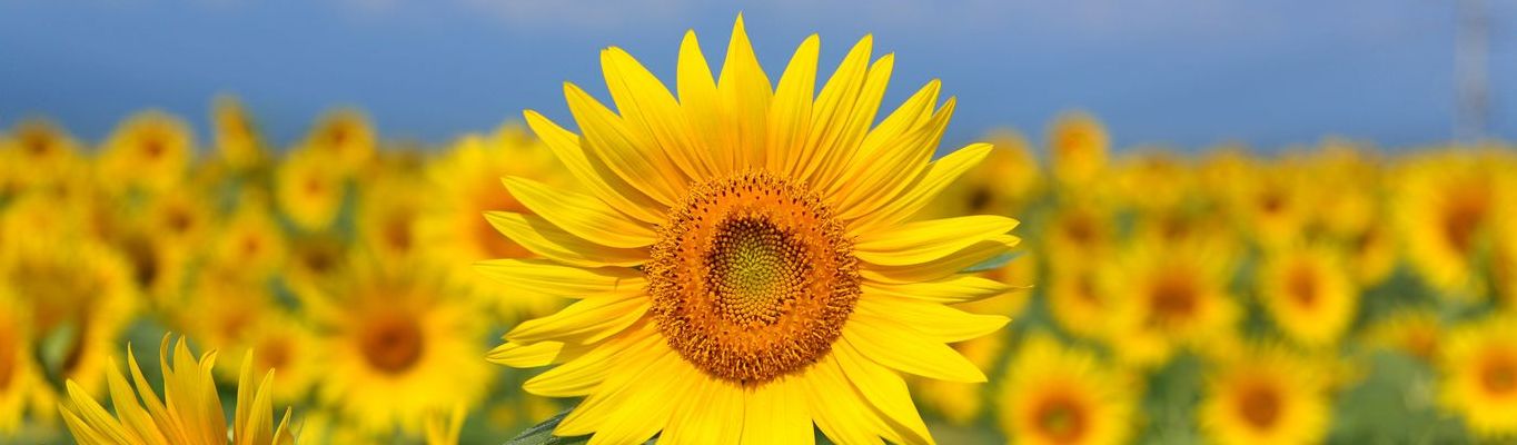 Sunflower yellow.